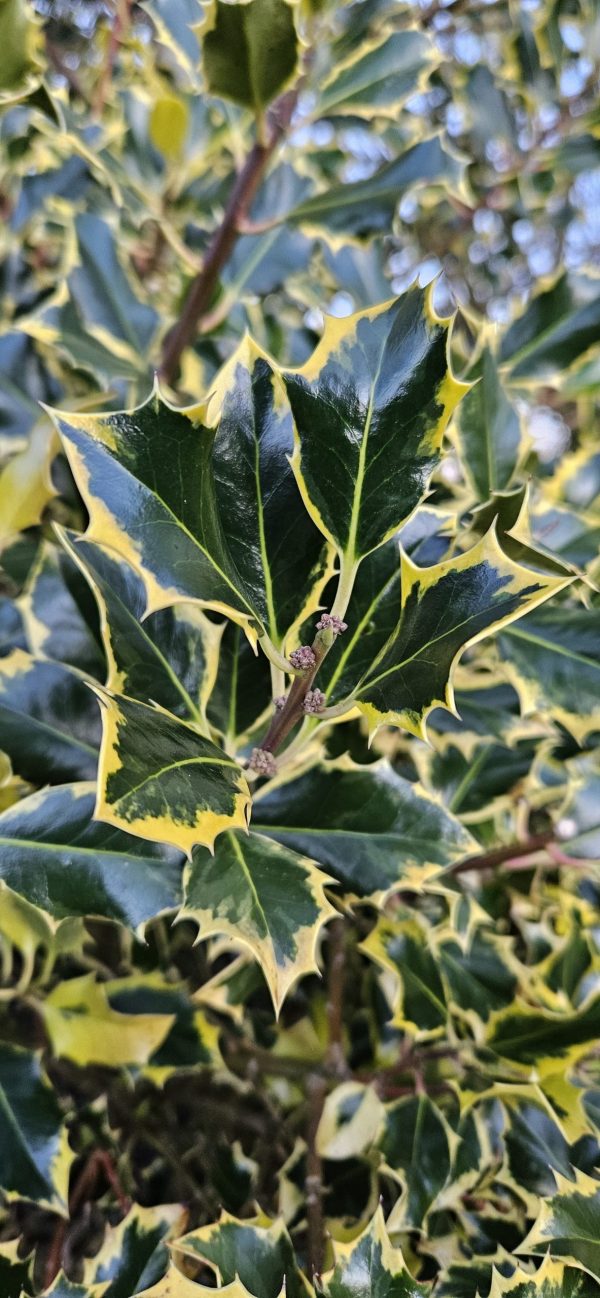 Ilex Madame Ilex Madame