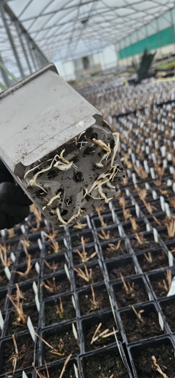 Iris hollandica 'Symphony' Iris hollandica 'Symphony'