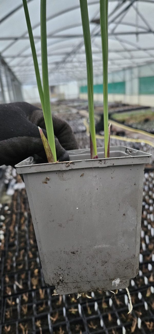 Iris hollandica 'Symphony'2 Iris hollandica 'Symphony'