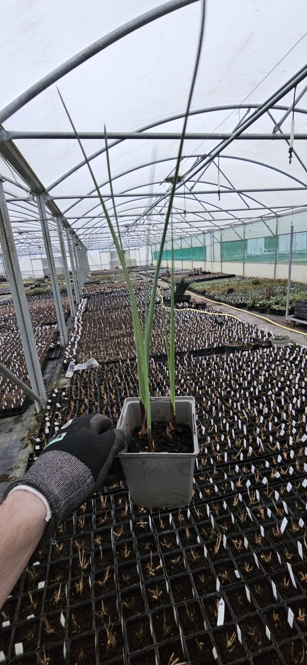 Iris hollandica 'Symphony'3 Iris hollandica 'Symphony'