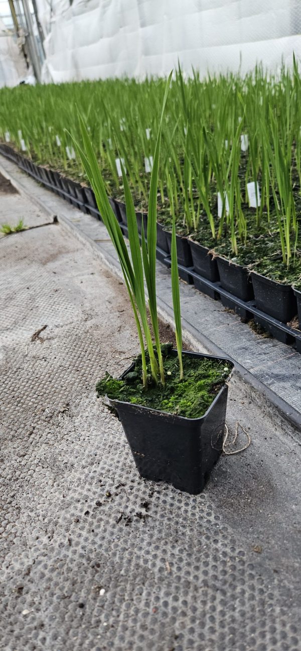 Ixia paniculata 'Eos'