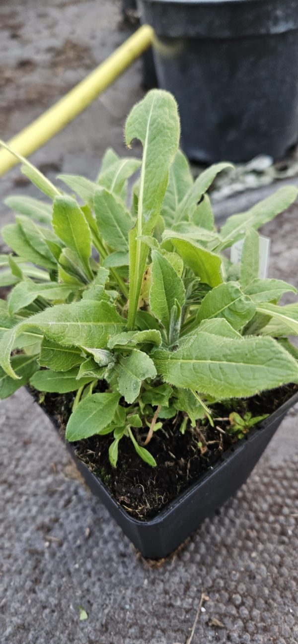 Knautia macedonica 'Mars Midget' Knautia macedonica 'Mars Midget'