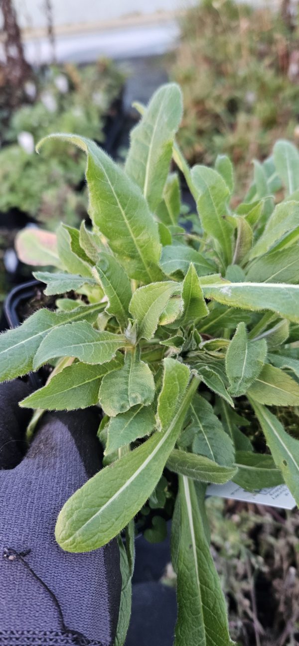 Knautia macedonica 'Mars Midget' 2 Knautia macedonica 'Mars Midget'