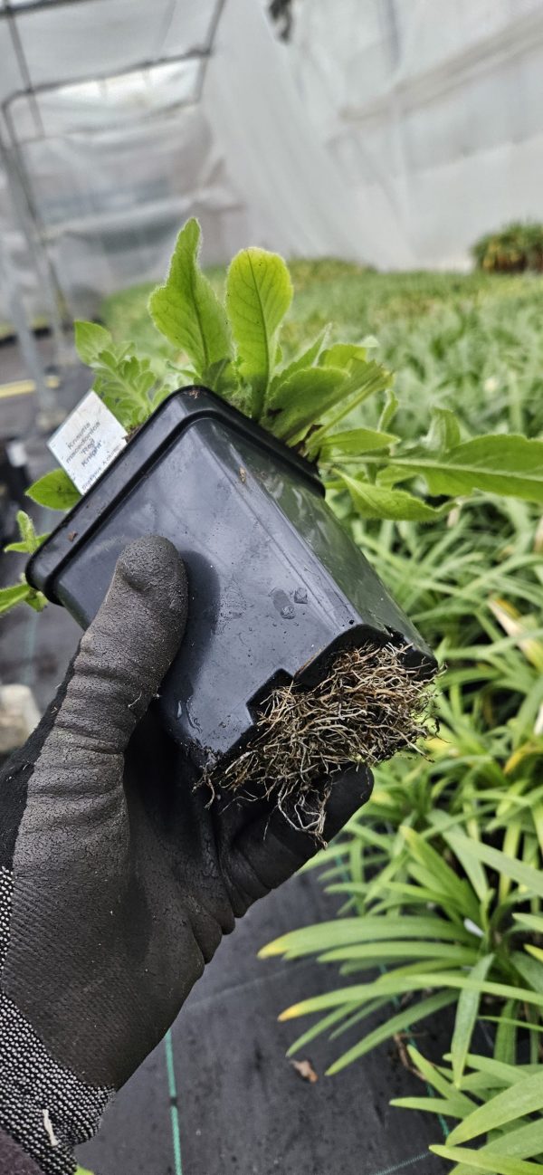 Knautia macedonica 'Red Knight' Knautia macedonica 'Red Knight'