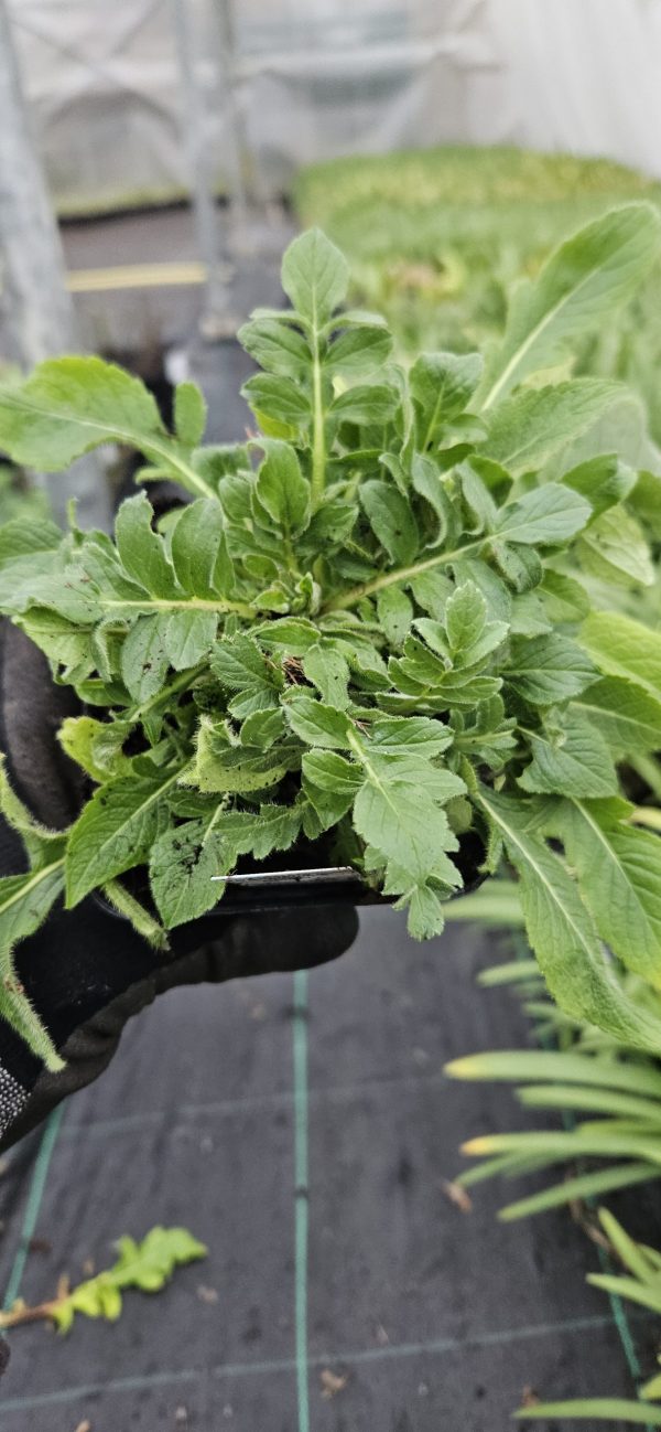 Knautia macedonica 'Red Knight'2 Knautia macedonica 'Red Knight'