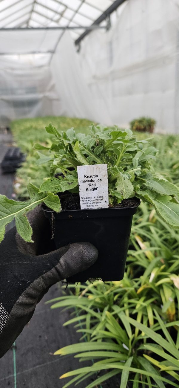 Knautia macedonica 'Red Knight'3 Knautia macedonica 'Red Knight'