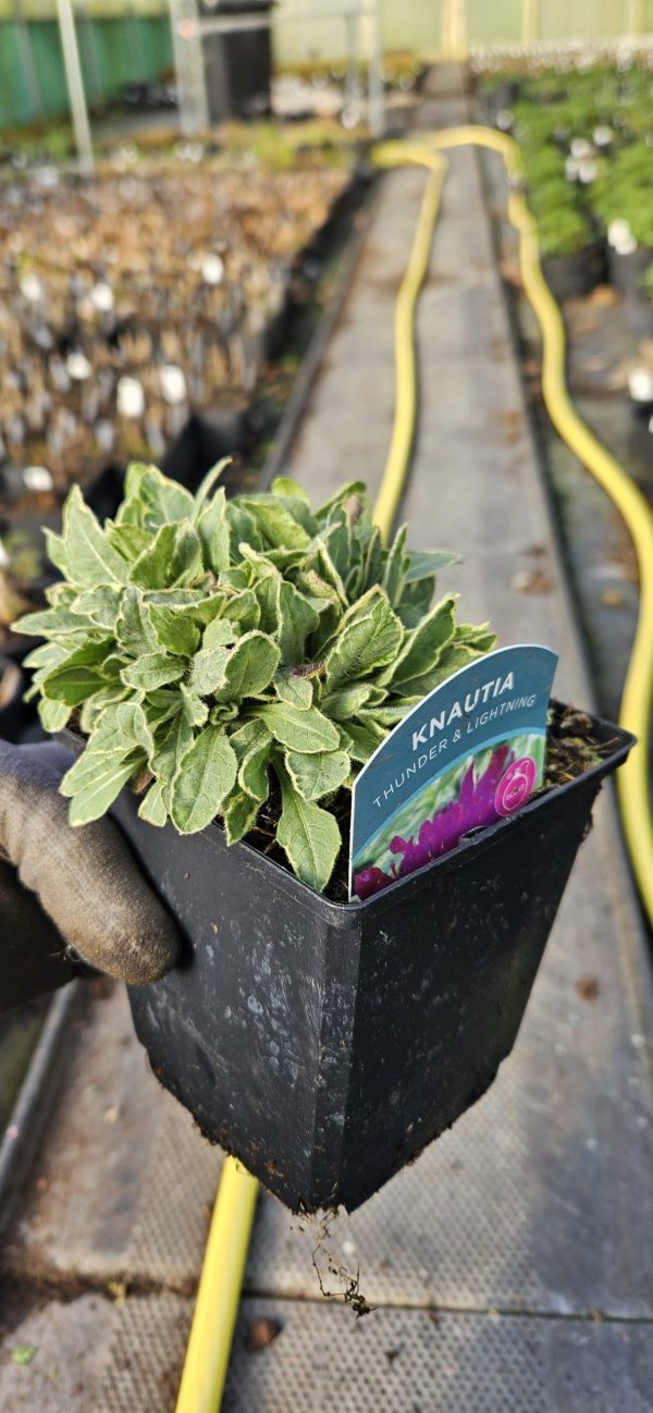 Knautia macedonica 'Thunder and Lightning' Knautia macedonica 'Thunder and Lightning'