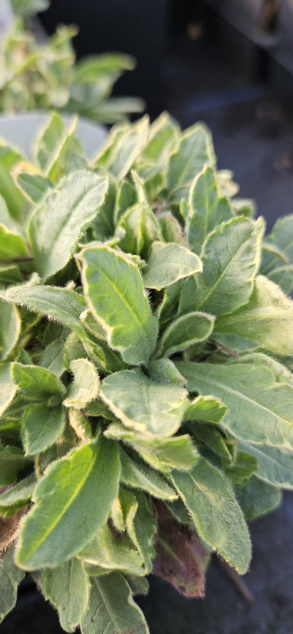 Knautia macedonica 'Thunder and Lightning'2 Knautia macedonica 'Thunder and Lightning'