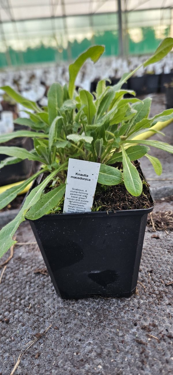 Knautia macedonica Knautia macedonica