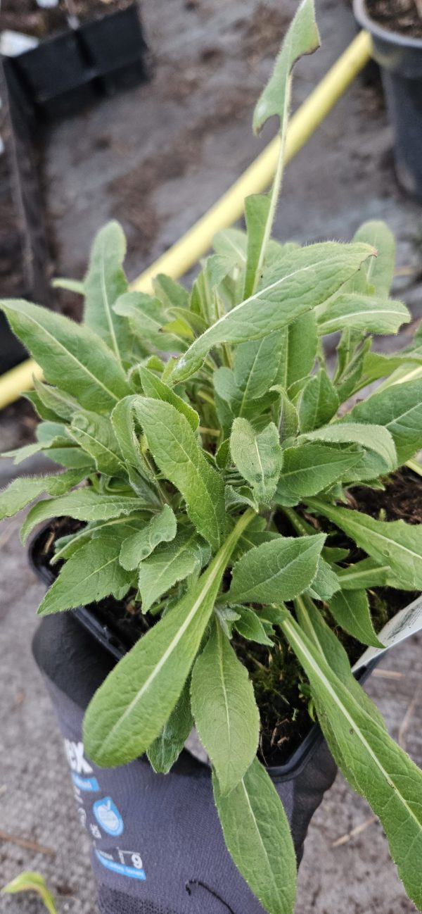 Knautia macedonica2 Knautia macedonica