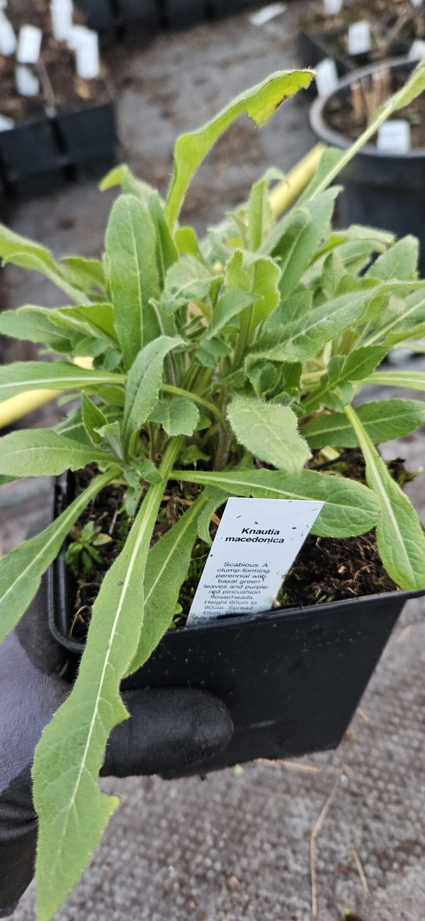 Knautia macedonica3 Knautia macedonica
