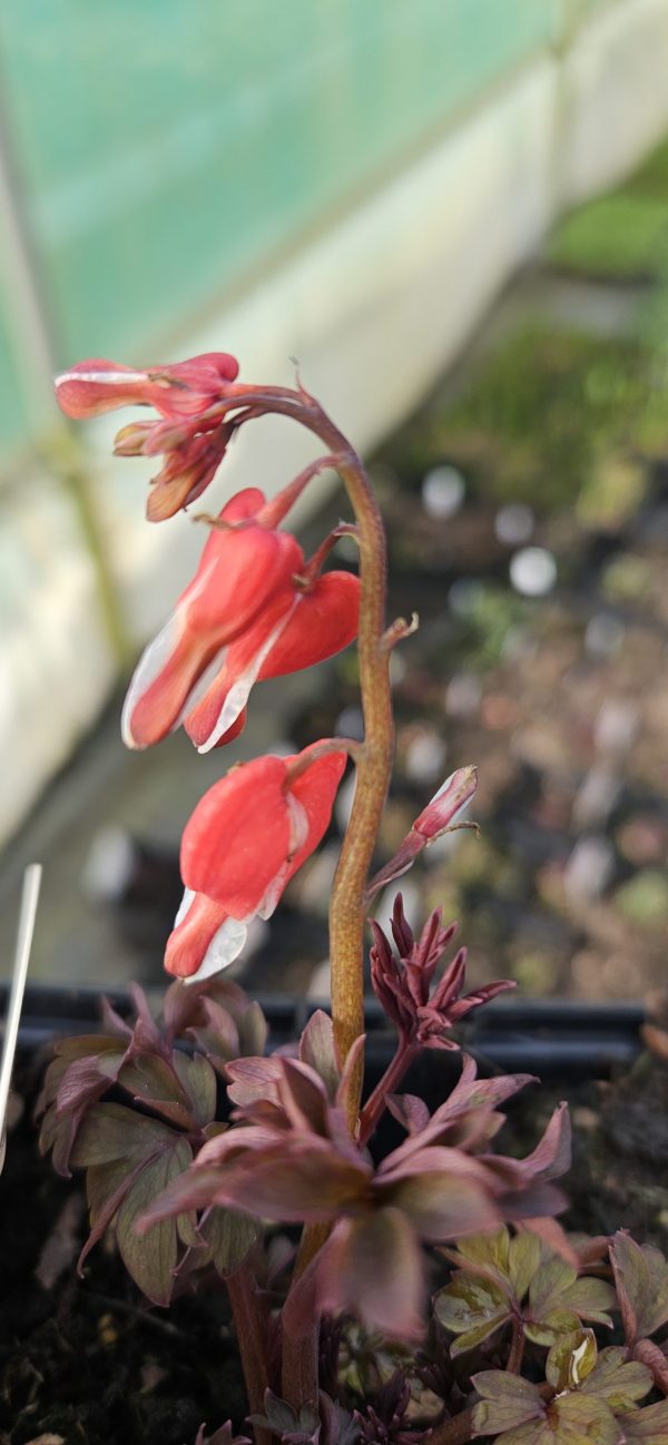 Lamprocapnos (Dicentra) spectabilis 'Valentine'2 Lamprocapnos (Dicentra) spectabilis 'Valentine'