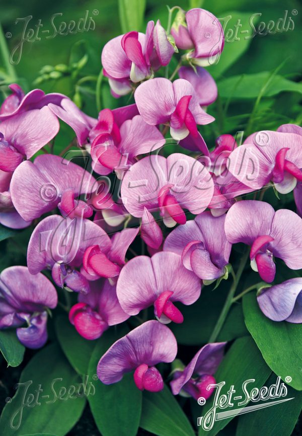 Lathyrus latifolius 'Red Pearl' Lathyrus latifolius 'Red Pearl'