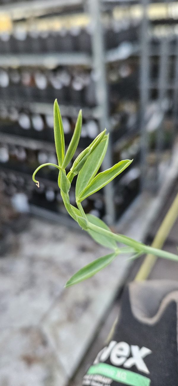 Lathyrus latifolius 'Red Pearl'2 Lathyrus latifolius 'Red Pearl'