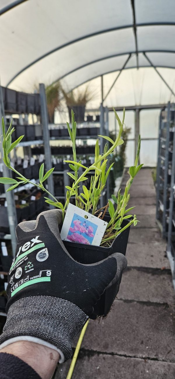 Lathyrus latifolius 'Red Pearl'3 Lathyrus latifolius 'Red Pearl'