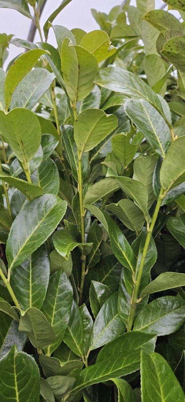 Laurel Hedging - 4ft Laurel Hedging