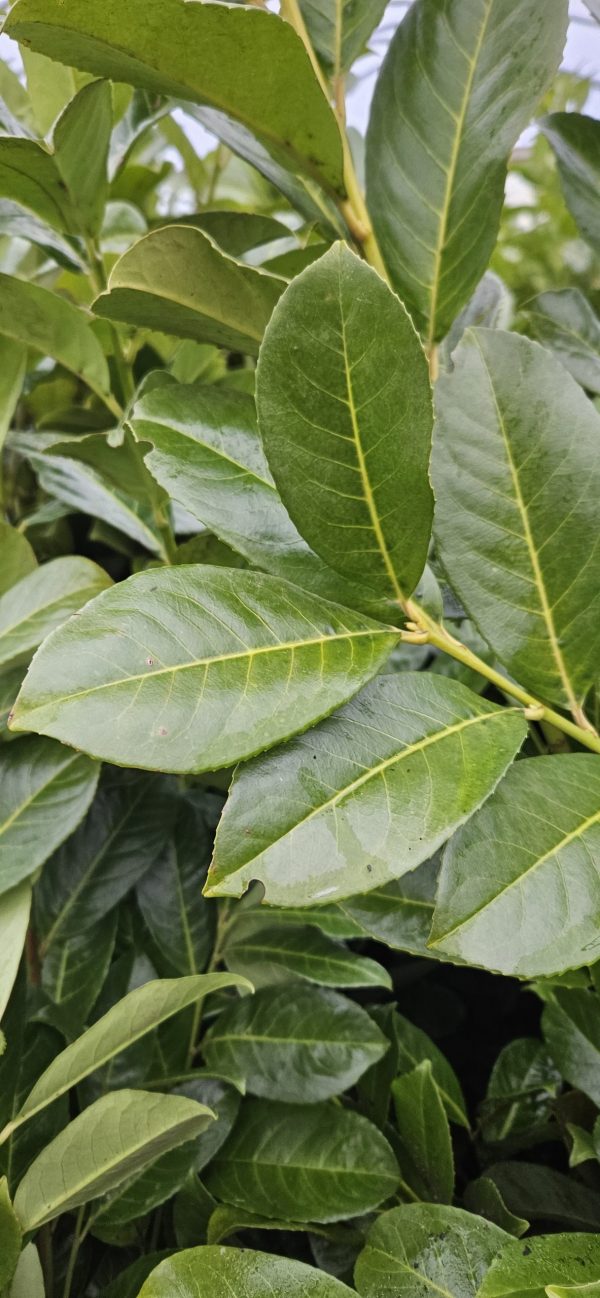 Laurel Hedging - 4ft2 Laurel Hedging