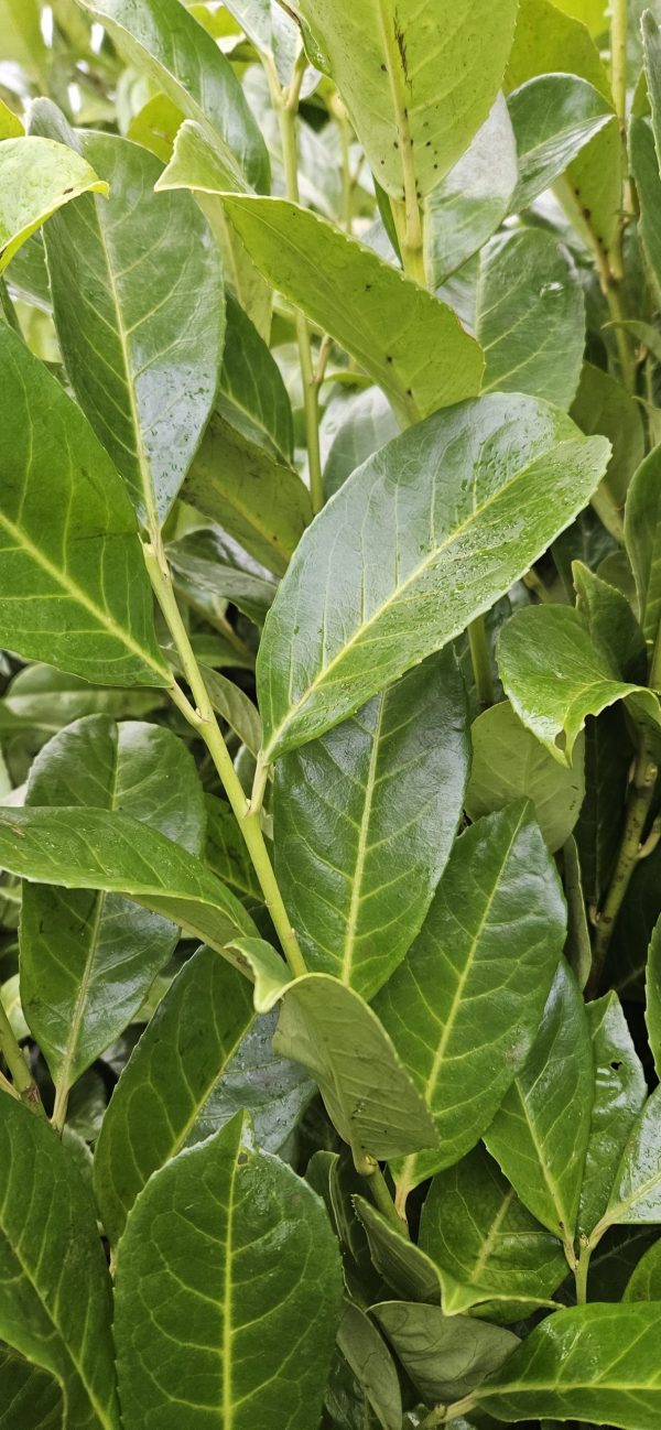 Laurel Hedging Laurel Hedging