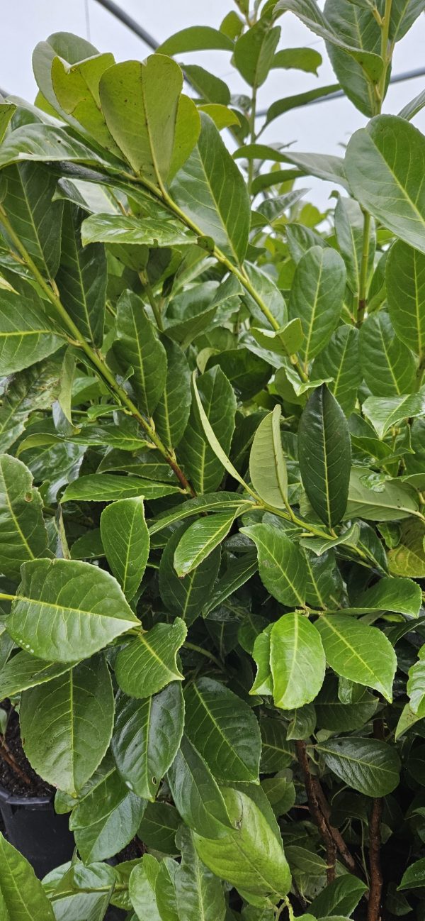Laurel Hedging – 6ft 2 Laurel Hedging