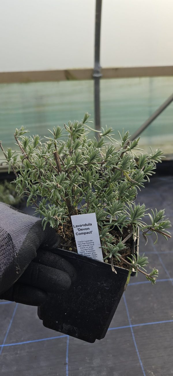 Lavandula 'Devon Compact' Lavandula 'Devon Compact'