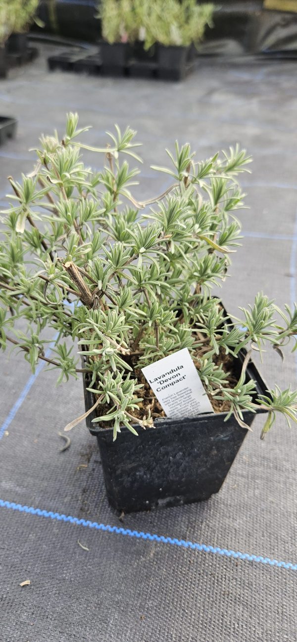 Lavandula 'Devon Compact'2 Lavandula 'Devon Compact'