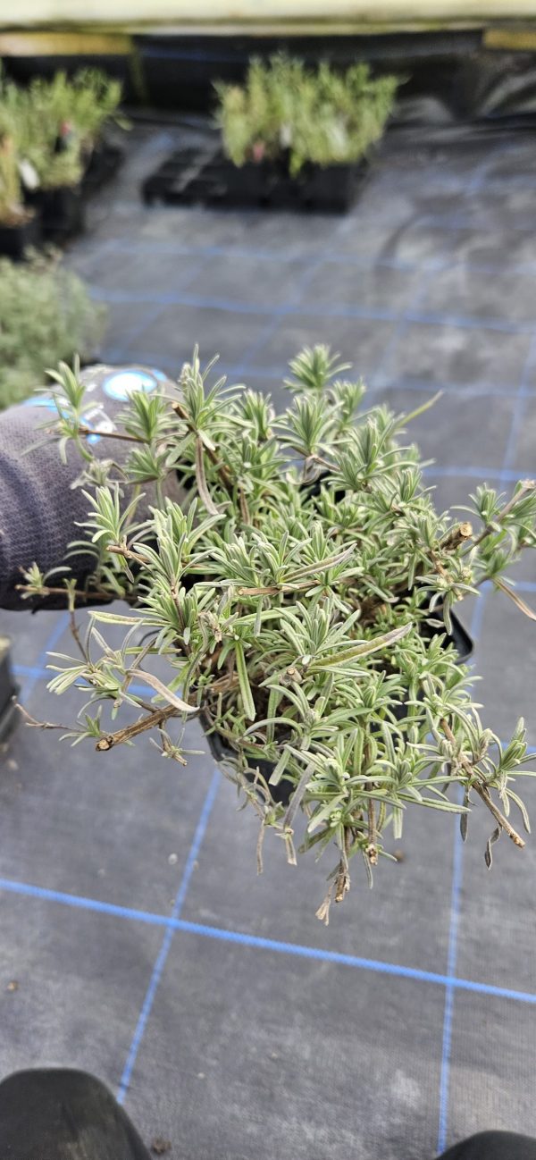 Lavandula 'Devon Compact'3 Lavandula 'Devon Compact'