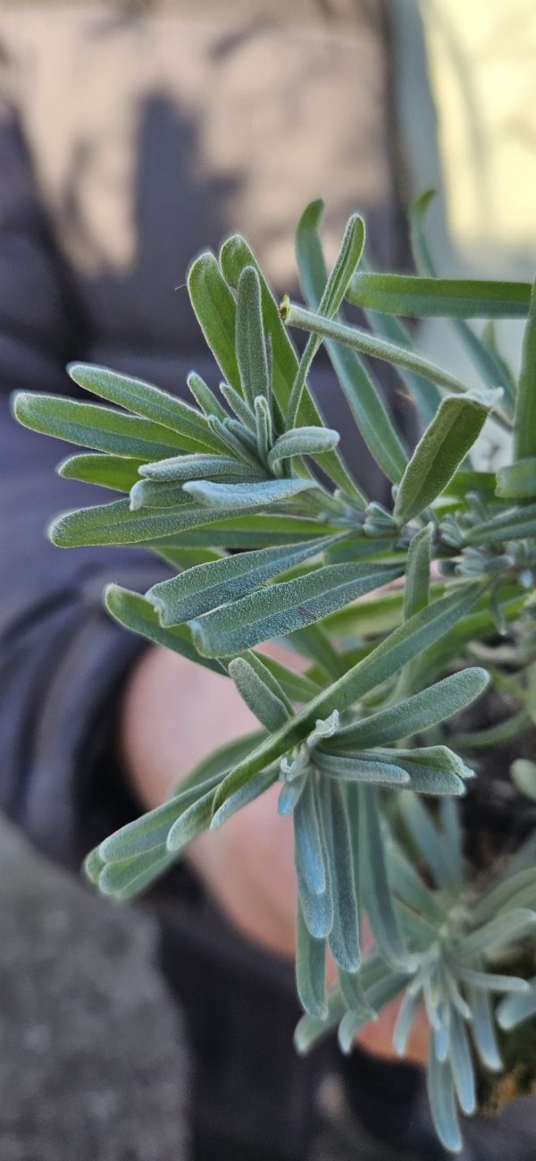 Lavandula angustifolia BeeZee 'Dark Blue' Lavandula angustifolia BeeZee 'Dark Blue'