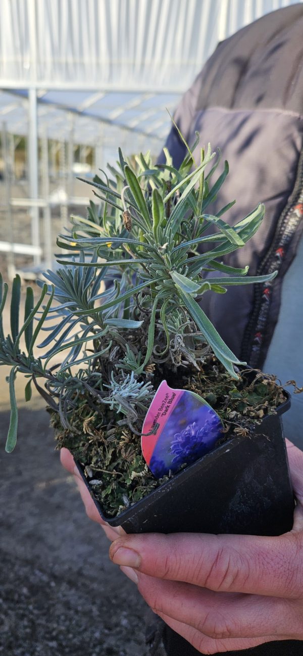 Lavandula angustifolia BeeZee 'Dark Blue'2 Lavandula angustifolia BeeZee 'Dark Blue'