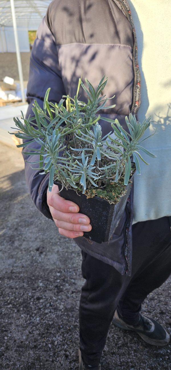 Lavandula angustifolia BeeZee 'Dark Blue'3 Lavandula angustifolia BeeZee 'Dark Blue'