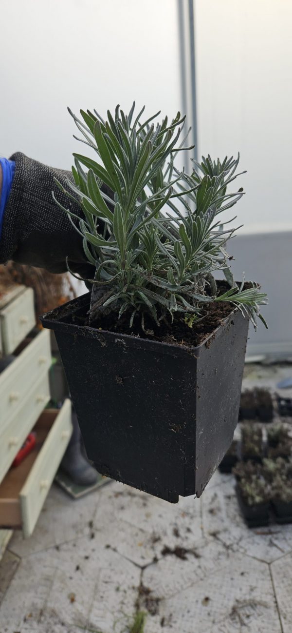 Lavandula angustifolia BeeZee 'Light Blue' Lavandula angustifolia BeeZee 'Light Blue'