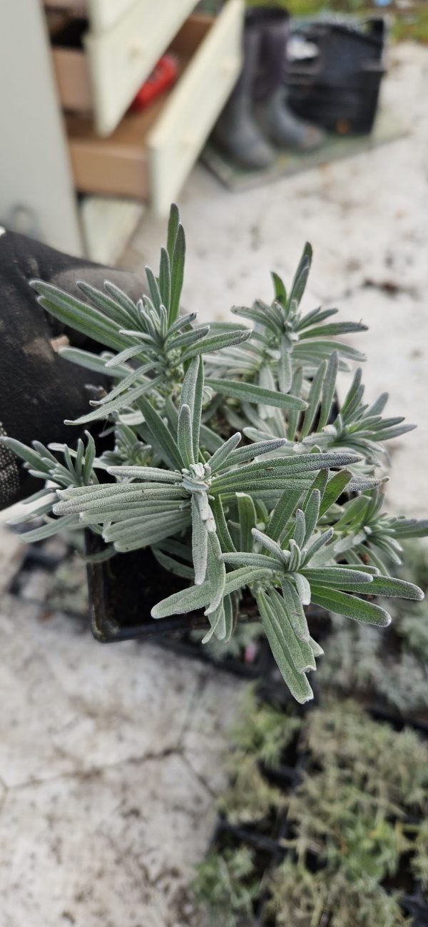 Lavandula angustifolia BeeZee 'Light Blue'2 Lavandula angustifolia BeeZee 'Light Blue'