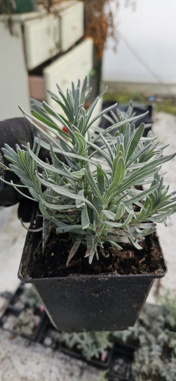 Lavandula angustifolia BeeZee 'Light Blue'3 Lavandula angustifolia BeeZee 'Light Blue'