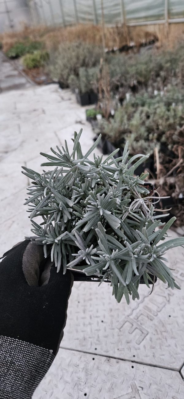 Lavandula angustifolia BeeZee 'Pink' Lavandula angustifolia BeeZee 'Pink'