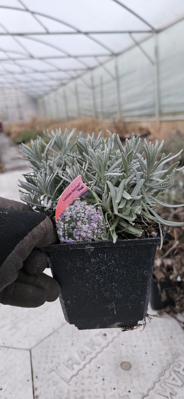 Lavandula angustifolia BeeZee 'Pink'2 Lavandula angustifolia BeeZee 'Pink'