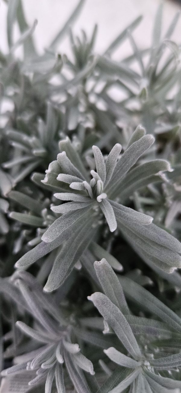 Lavandula angustifolia BeeZee 'Pink'3 Lavandula angustifolia BeeZee 'Pink'