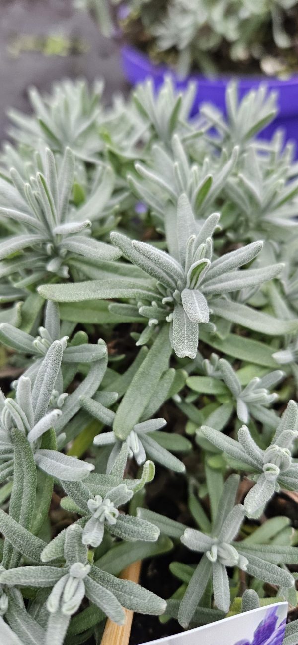 Lavandula angustifolia 'Hidcote Blue'