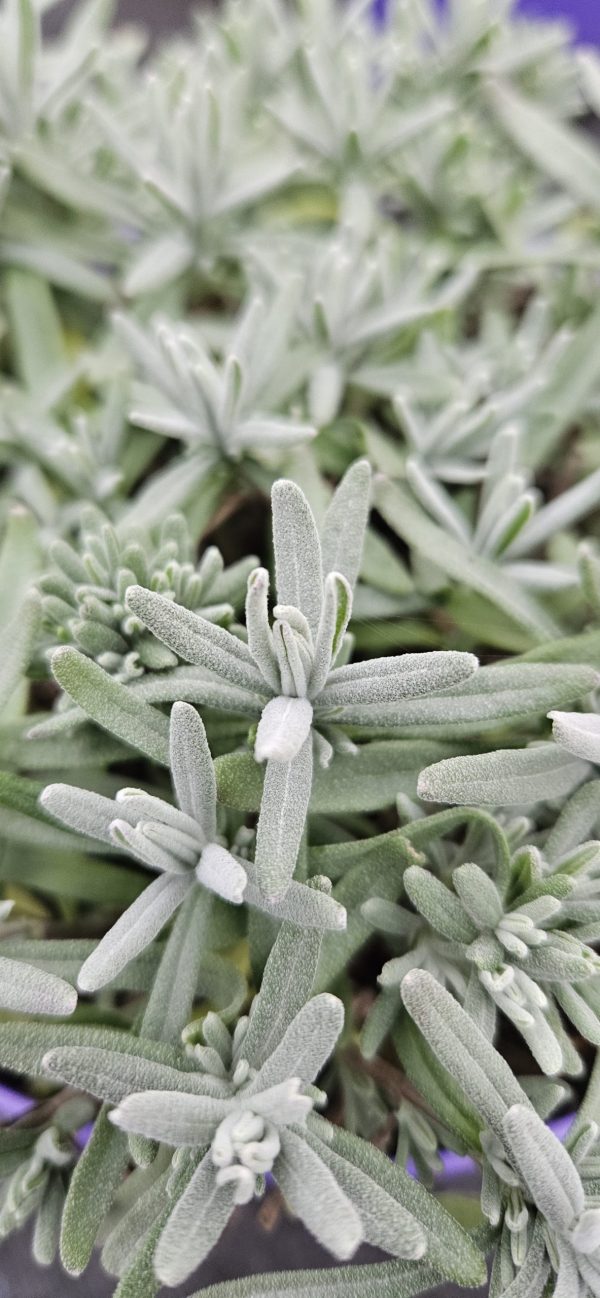 Lavandula angustifolia 'Hidcote Blue'