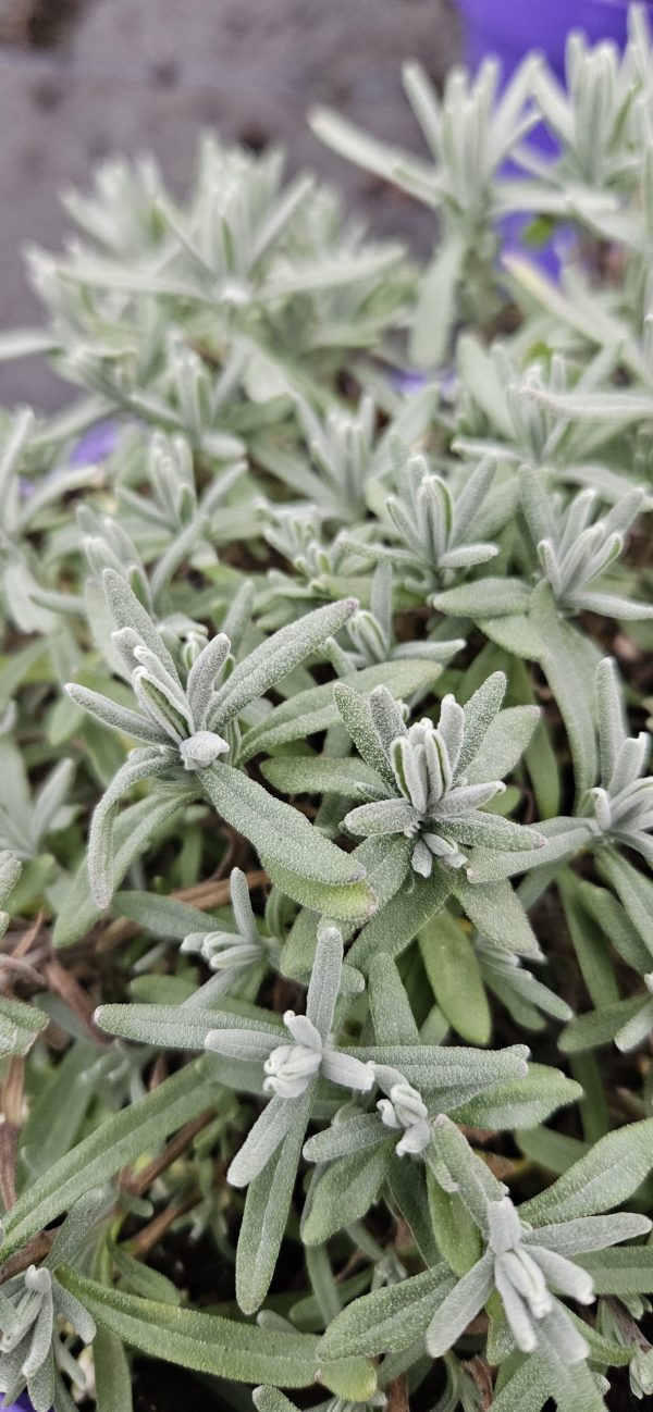 Lavandula angustifolia 'Hidcote Blue'