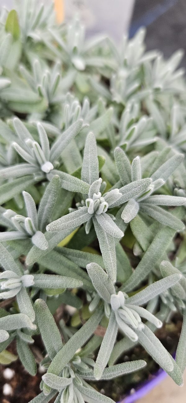 Lavandula angustifolia 'Hidcote' Lavandula angustifolia 'Hidcote'