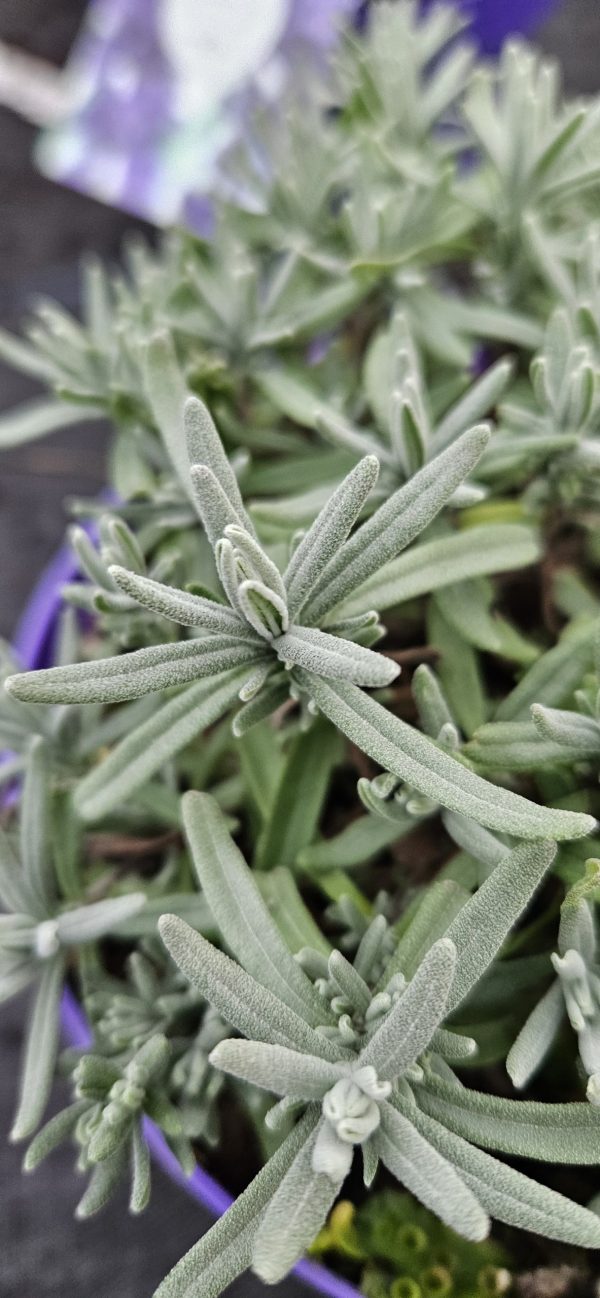 Lavandula angustifolia 'Hidcote'2 Lavandula angustifolia 'Hidcote'