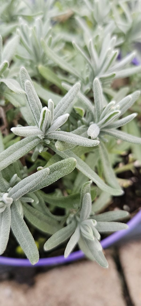 Lavandula angustifolia 'Hidcote'3 Lavandula angustifolia 'Hidcote'