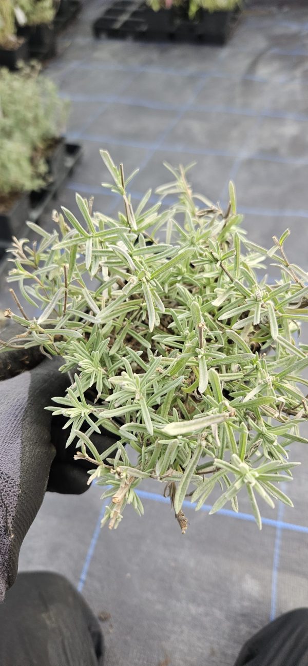 Lavandula stoechas 'Lavita Compact Blue' Lavandula stoechas 'Lavita Compact Blue'