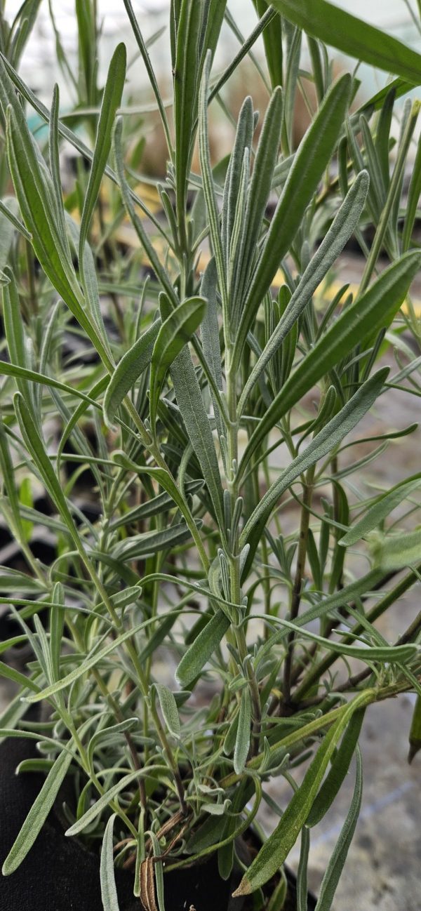 Lavandula x intermedia 'Phenomenal' Lavandula x intermedia 'Phenomenal'
