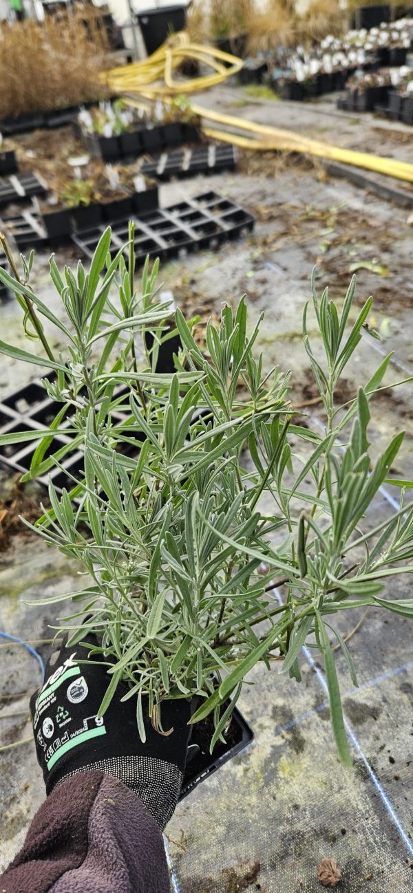 Lavandula x intermedia 'Phenomenal'2 Lavandula x intermedia 'Phenomenal'