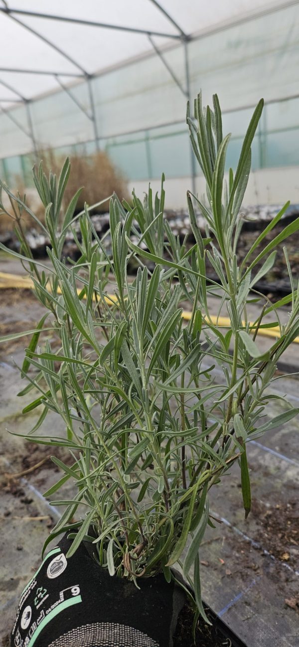 Lavandula x intermedia 'Phenomenal'3 Lavandula x intermedia 'Phenomenal'