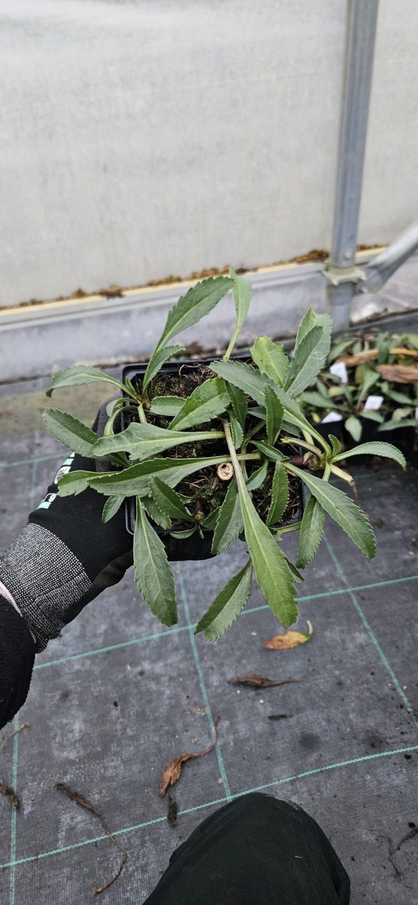 Leucanthemum 'Wirral Supreme'2 Leucanthemum 'Wirral Supreme'