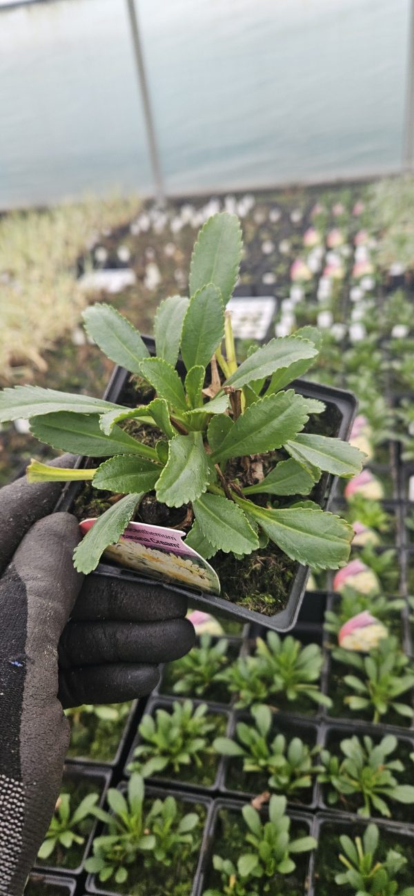 Leucanthemum x superbum 'Banana Cream' Leucanthemum x superbum 'Banana Cream'