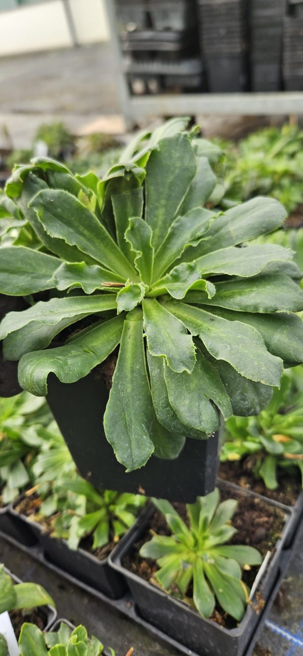 Lewisia Safira 'Coral'