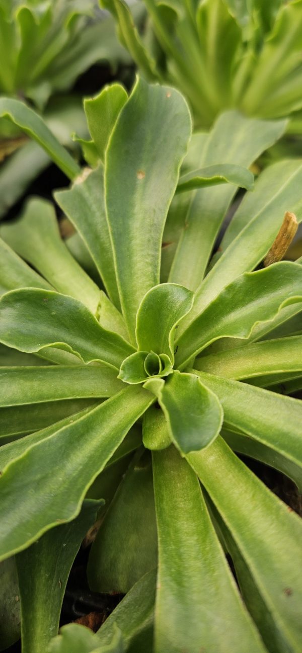 Lewisia Safira 'Coral'