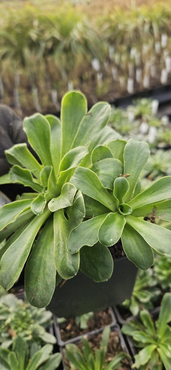 Lewisia Safira 'White' Lewisia Safira 'White'